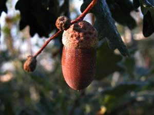 Vivers Càrex - Quercus robur